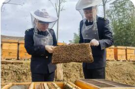 滴滴匠心蜜 揚帆出海香——2025年湖北蜂蜜出口再創(chuàng)佳績