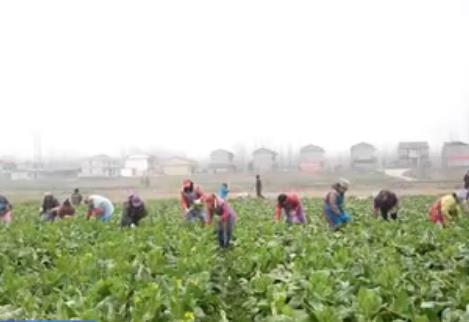 多舉措保障春節(jié)“菜籃子”供應(yīng) 價(jià)穩(wěn)量豐滿足百姓多樣化消費(fèi)需求