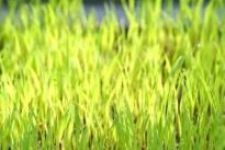 看！春耕里的新質(zhì)生產(chǎn)力