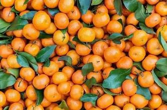 砂糖橘為何能“統(tǒng)治”春節(jié)？