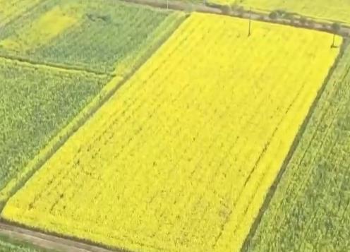 油菜籽扎根巴基斯坦，飼料“游”進(jìn)越南蝦塘！中國(guó)農(nóng)業(yè)這樣出?！?></a></div><!-- img end -->	<div   id=