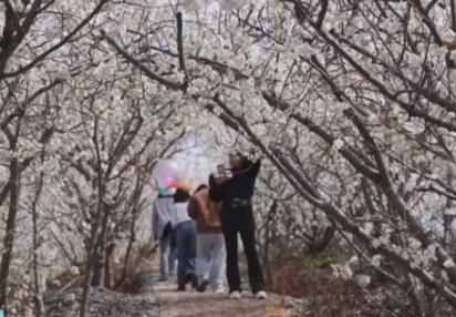 又是一年賞花季 邂逅春日浪漫 “賞花+”為農(nóng)文旅消費(fèi)“增香添彩”