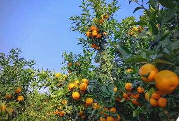 以“技”為抓手實(shí)施聯(lián)農(nóng)帶農(nóng) 云南臨滄特色農(nóng)業(yè)產(chǎn)業(yè)奏響“春之曲”