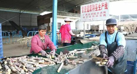 廣西來(lái)賓：人工智能助力“一根甘蔗”撐起百億產(chǎn)業(yè)