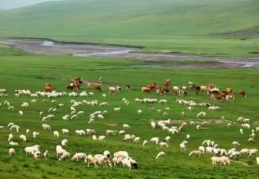 豐盈內(nèi)蒙古 物產(chǎn)向優(yōu)行——內(nèi)蒙古推動高質(zhì)量發(fā)展之農(nóng)牧業(yè)篇