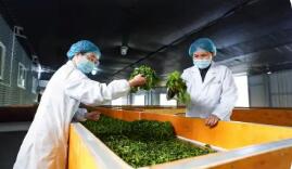 云南鳳慶縣推動(dòng)滇紅茶產(chǎn)業(yè)全鏈條發(fā)展