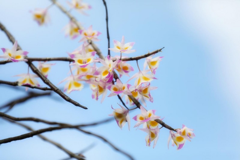 三八婦女節(jié)：研究了上萬份女性購(gòu)物清單后，紫皮石斛才是“愛你老己”的首選？