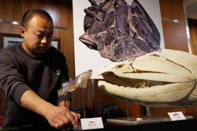 “從魚到人”再添新證！我國(guó)發(fā)現(xiàn)早期硬骨魚類化石