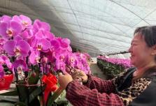 科技賦能“美麗經(jīng)濟(jì)” 內(nèi)蒙古鄉(xiāng)村振興添“花樣”引擎