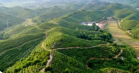 江西：去年林業(yè)總產(chǎn)值突破7500億元 穩(wěn)居全國第一方陣