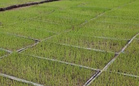 人勤春來早，農(nóng)忙正當(dāng)時(shí)→把課堂搬到田間地頭 以科技賦能產(chǎn)業(yè)升級(jí)