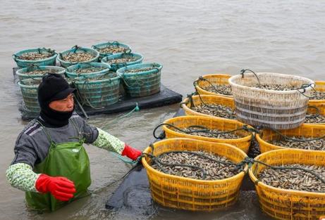 連江“縊蟶之鄉(xiāng)”奏響海上春耕曲