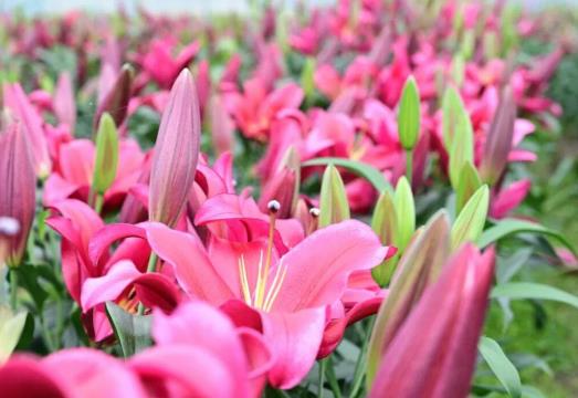 福州閩侯百合盛放引客來