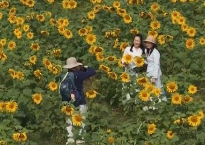 春花綻放帶旺鄉(xiāng)村游 花?！邦佒怠弊兾穆谩爱a(chǎn)值”點亮“春日經(jīng)濟”