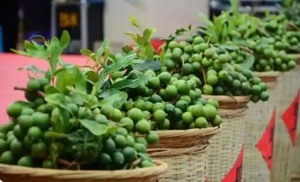 云南臨滄： “464”收益分配機(jī)制助推堅(jiān)果產(chǎn)業(yè)做大做強(qiáng)