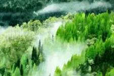 四川發(fā)布2025國(guó)土綠化公報(bào)