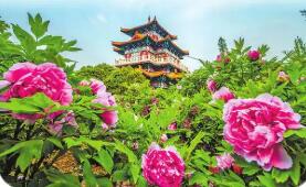 四年四更主題，洛陽牡丹文化節(jié)迭新為了什么？