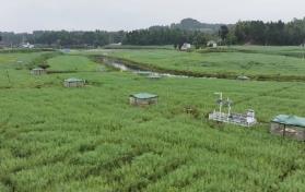 無人機25分鐘巡檢400畝農(nóng)田　四川樂至“帥府糧倉”藏著“智慧大腦”