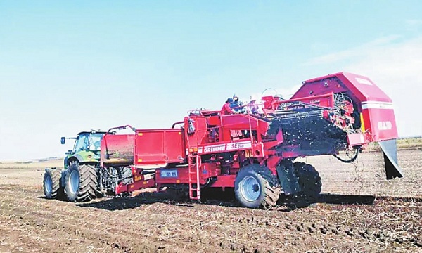 龍頭企業(yè)+基地+農戶 北大荒集團小土豆做成大產業(yè)