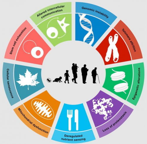 對(duì)話SRW科學(xué)家Greg：解碼細(xì)胞年齡，延伸健康長(zhǎng)度