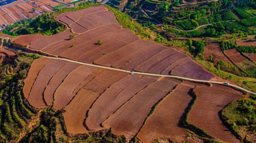 河南三門峽：強基礎 補短板 爭取煙葉高質量發(fā)展主動權