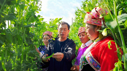 “技術(shù)套餐”下地助農(nóng)增收