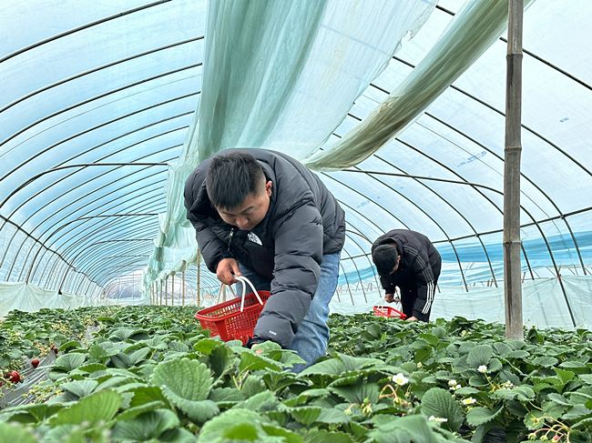 武漢東西湖煙草：返鄉(xiāng)青年遇“知音” 紫藤花開滿庭芳