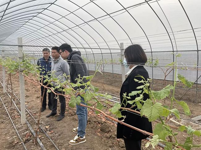 武漢東西湖煙草：賦能鄉(xiāng)村振興 “葡”寫致富經(jīng)