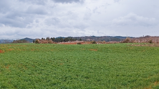  精耕細作 地里長出了“金元寶” 