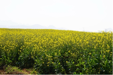 冬田換“綠裝”村民笑意濃