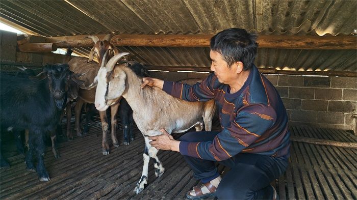 念好“養(yǎng)羊經(jīng)” 走上“幸福路”