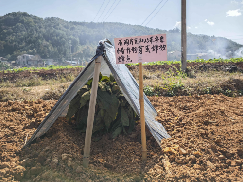 嚴(yán)“防”以待守護(hù)田間“綠意”盎然