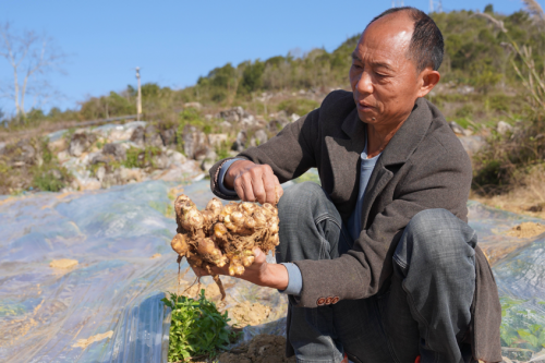 田間“巧”輪作“錢”景廣闊