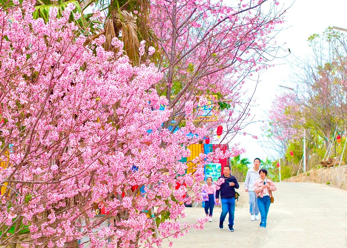 南安市清境桃源景區(qū)再度舉辦第三屆櫻花節(jié)