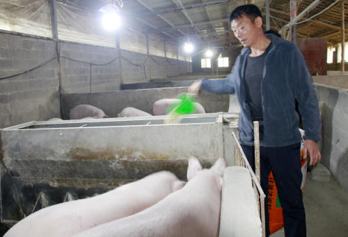 湖北利川：依托“豬”產(chǎn)業(yè) “拱”出致富路