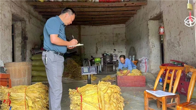 湖北房縣：盡心竭力助煙葉收購，全心全意保煙農(nóng)利益
