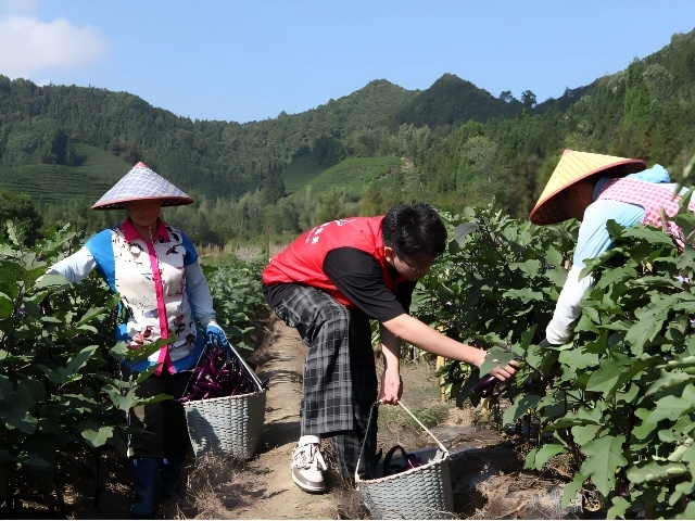 “香溢”助農(nóng)促振興 志愿服務(wù)暖人心