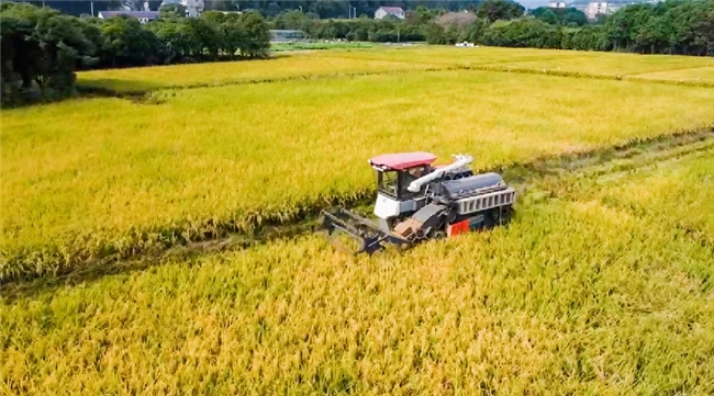 浙江開化：金穗搖曳 “豐”景正好