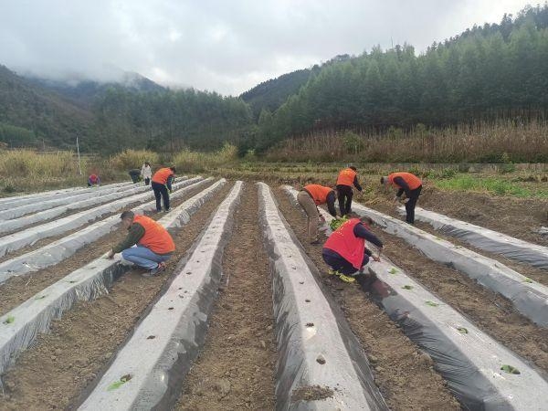 下沉煙田助春耕，黨員行動暖農(nóng)心