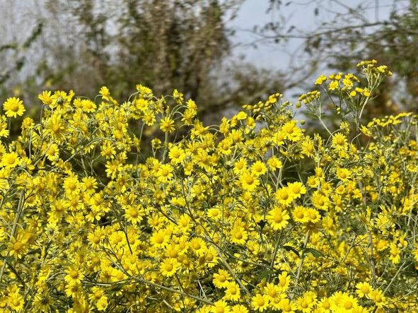 田間金黃，振興路上的生動符號